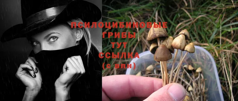 Псилоцибиновые грибы Psilocybine cubensis  Стрежевой 